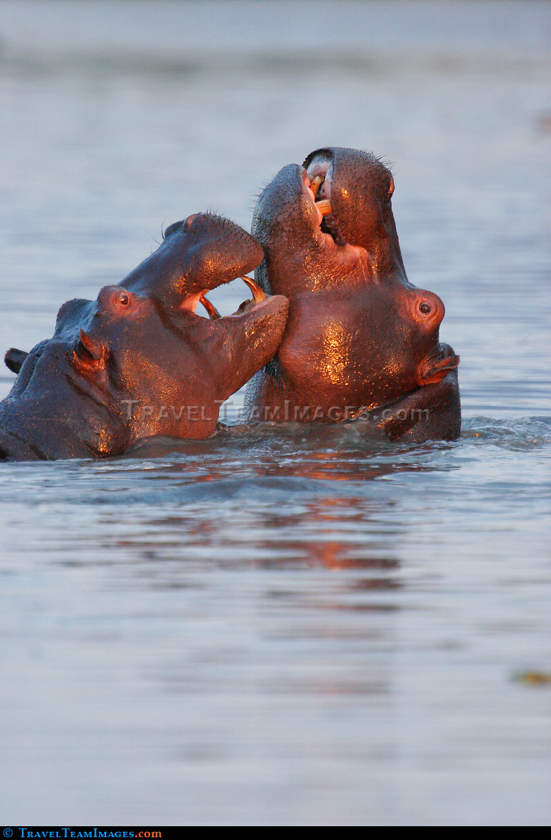 Hippos play fighting