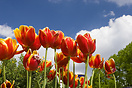 Tulips from Copenhagen, Located in Tivoli gardens