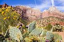 Zion National Park's cacti, bushes and red cliffs