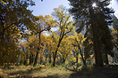 Fall woodland scene in Yosemite Fall woodland scene in Yosemite