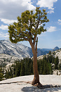 A lone tree overlooks a very high pass A lone tree overlooks a very high pass