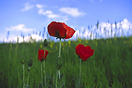 Poppies in a meadow.  Boulder, Colorado