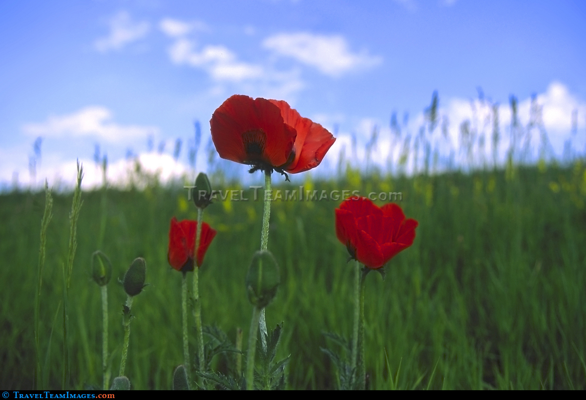 Poppies