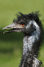 close up of a Common Rhea (Rhea americana) at Chester Zoo