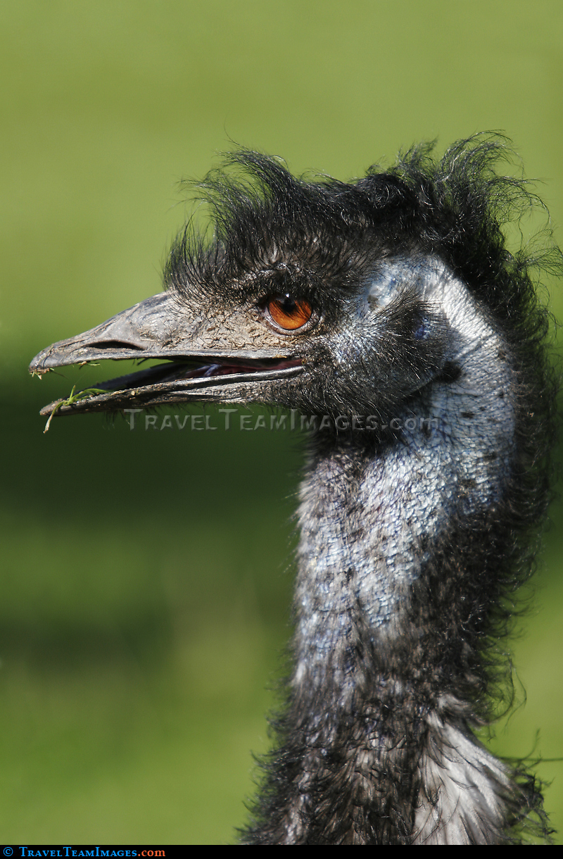 Common Rhea (Rhea americana)