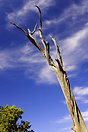 One of the many trees on the rim of the Grand Canyon which has lost it...