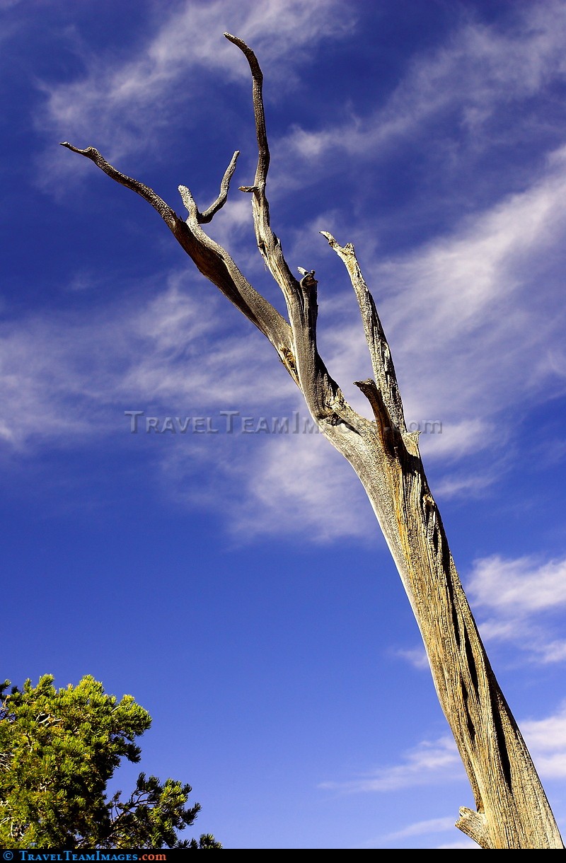 Dead Tree, Grand Canyon