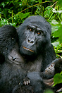 Mountain Gorilla nursing her young.  Bwindi Impenetrable Forest, Ugand...