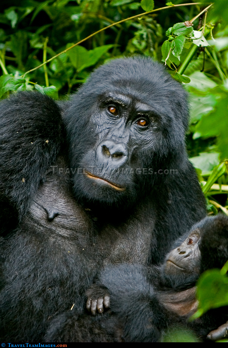 Moutain Gorilla