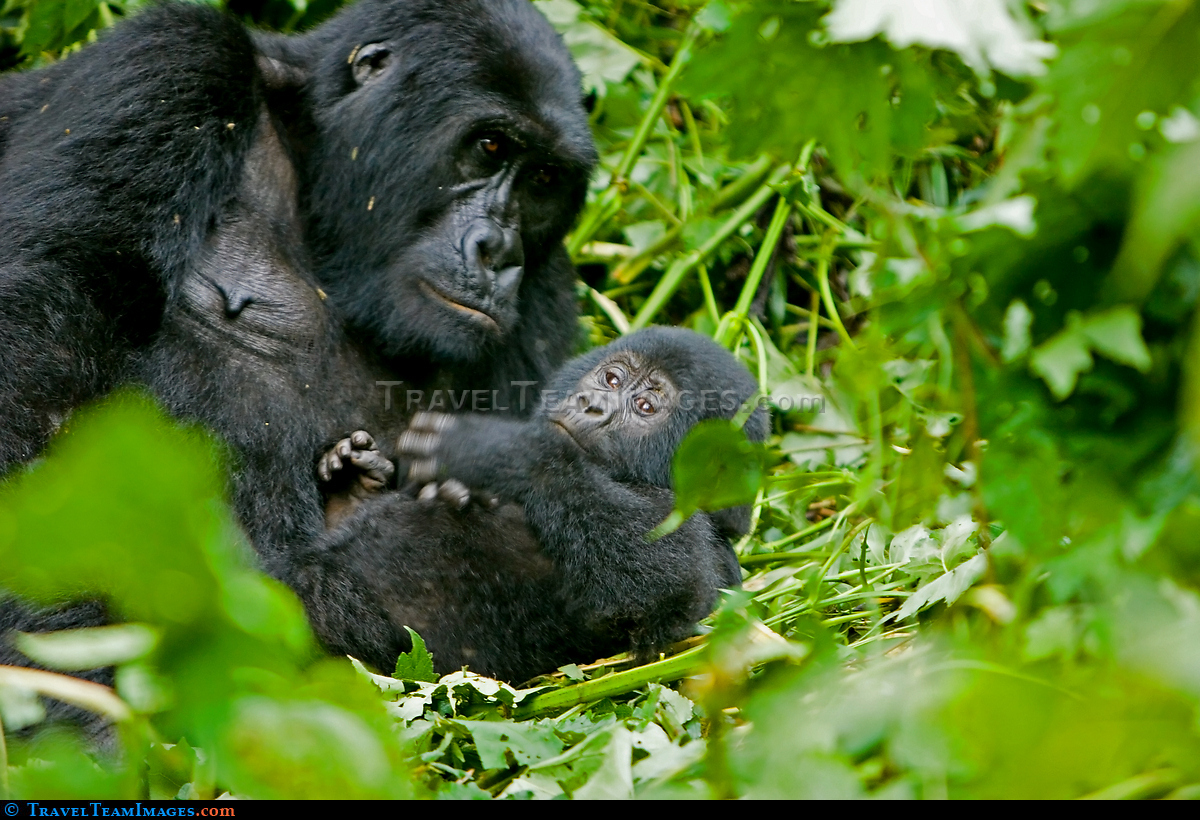 Moutain Gorilla
