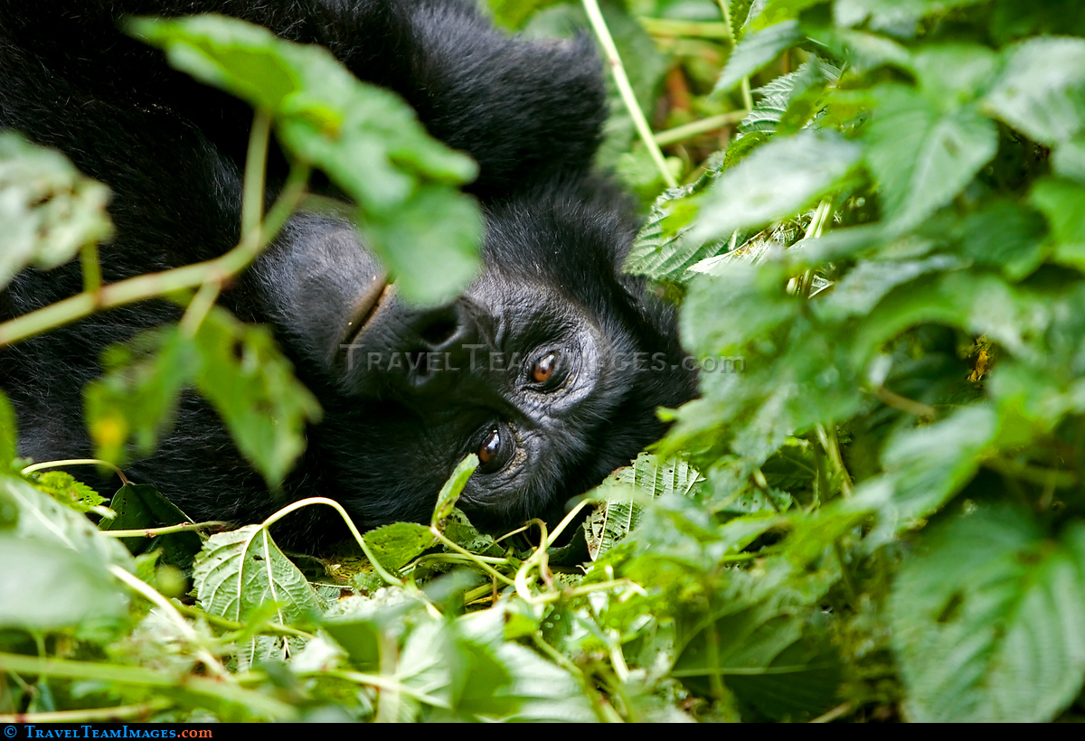 Mountain Gorilla