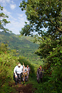 Trekking into the highlands of Bwindi's Impenetrable Forest in search ...