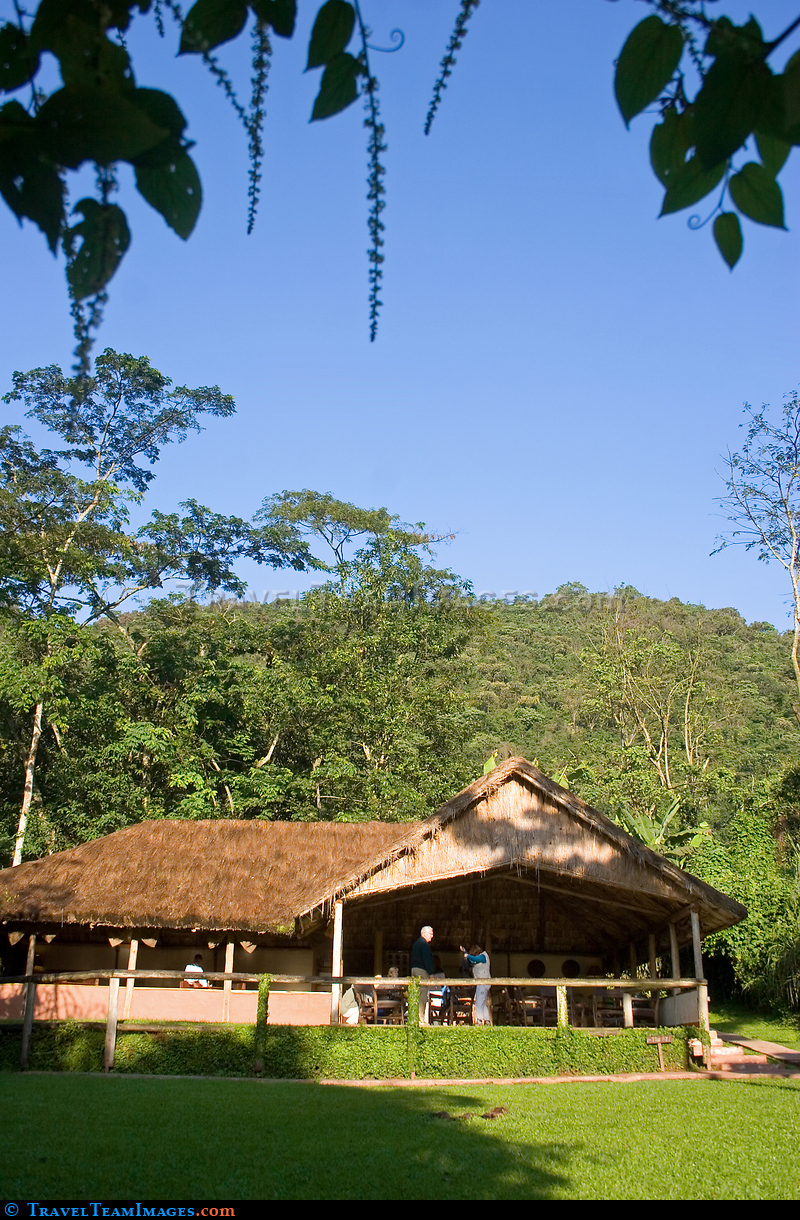Gorilla Forest Camp