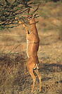 A male Gerenuk using its powerful hind legs to lift itself up to get a...