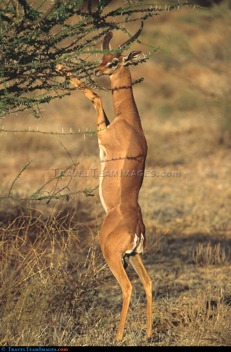 Gerenuk