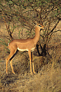 Female Gerenuk standing beside an acacia tree.  Buffalo Springs Nation...