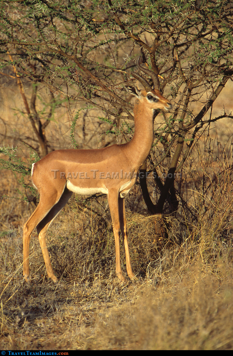 Gerenuk