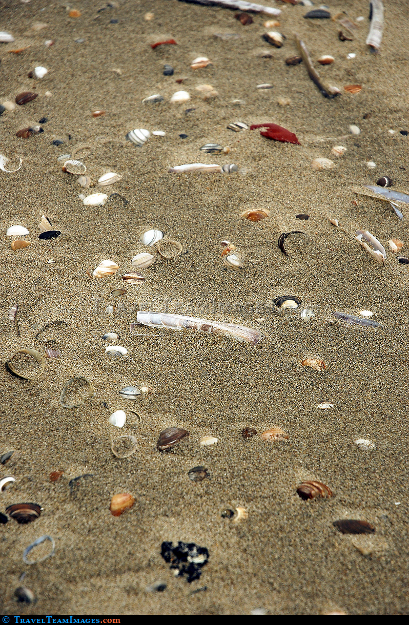 Mussels on the beach