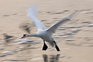 One of many swans living on the Vistula River.