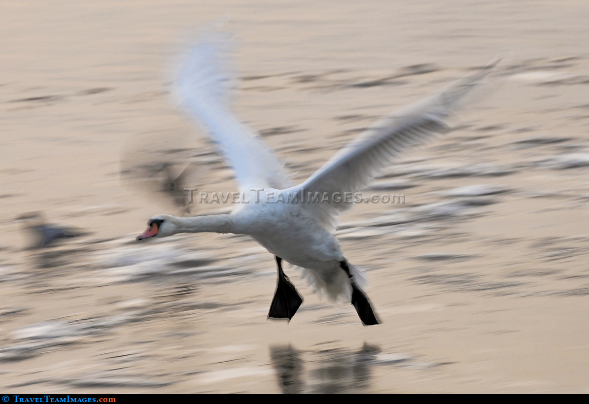 Landing Swan on the Vistula