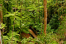 Rain Forest, Australia