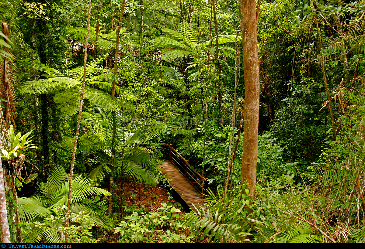 Rain Forest, Australia