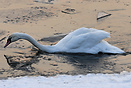 Swan on the Vistula in Krakow