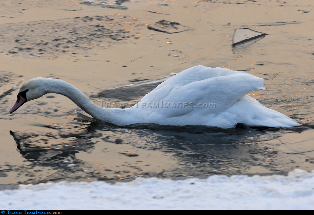 Swan at Sunset