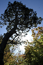 Tree in the Japanese Tea Garden, Golden Gate Park, San Francisco