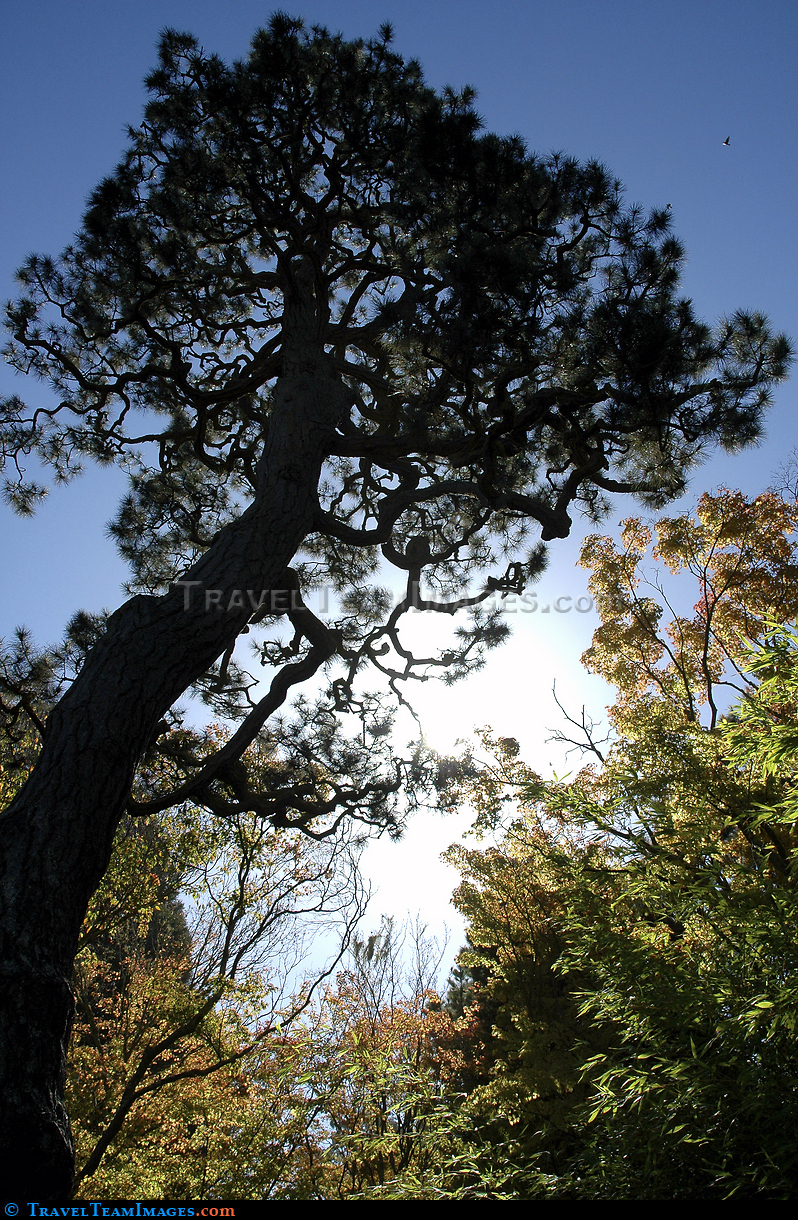 Backlit Tree, SF