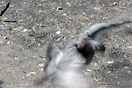 Rock Pigeon (Columba livia) taking off, Stavanger, Norway