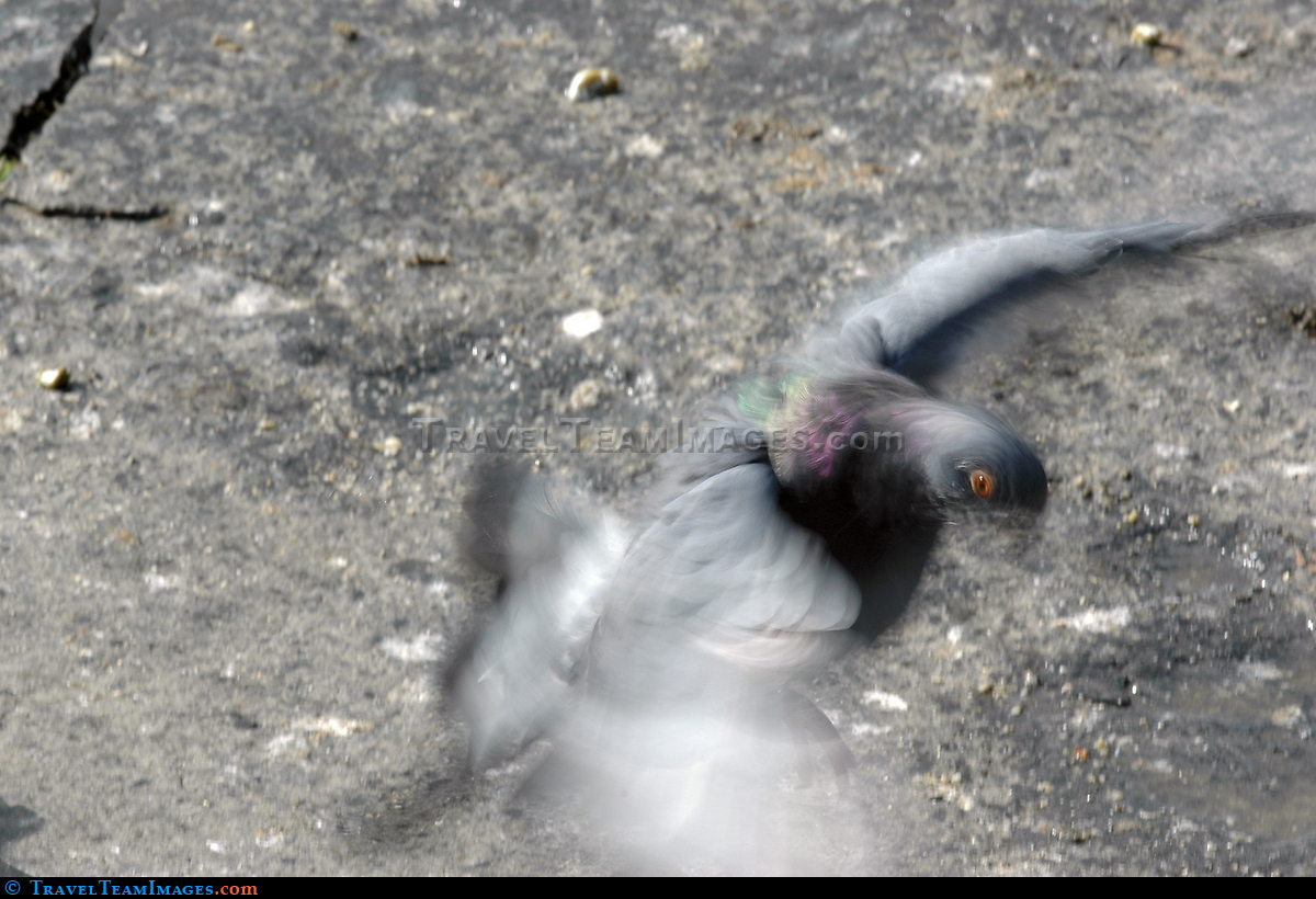 Pigeon