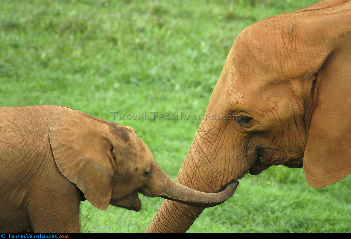 Elephants