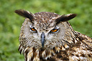 Eurasian Eagle Owl (Bubo bubo), Cabarceno Wildlife Park, Spain