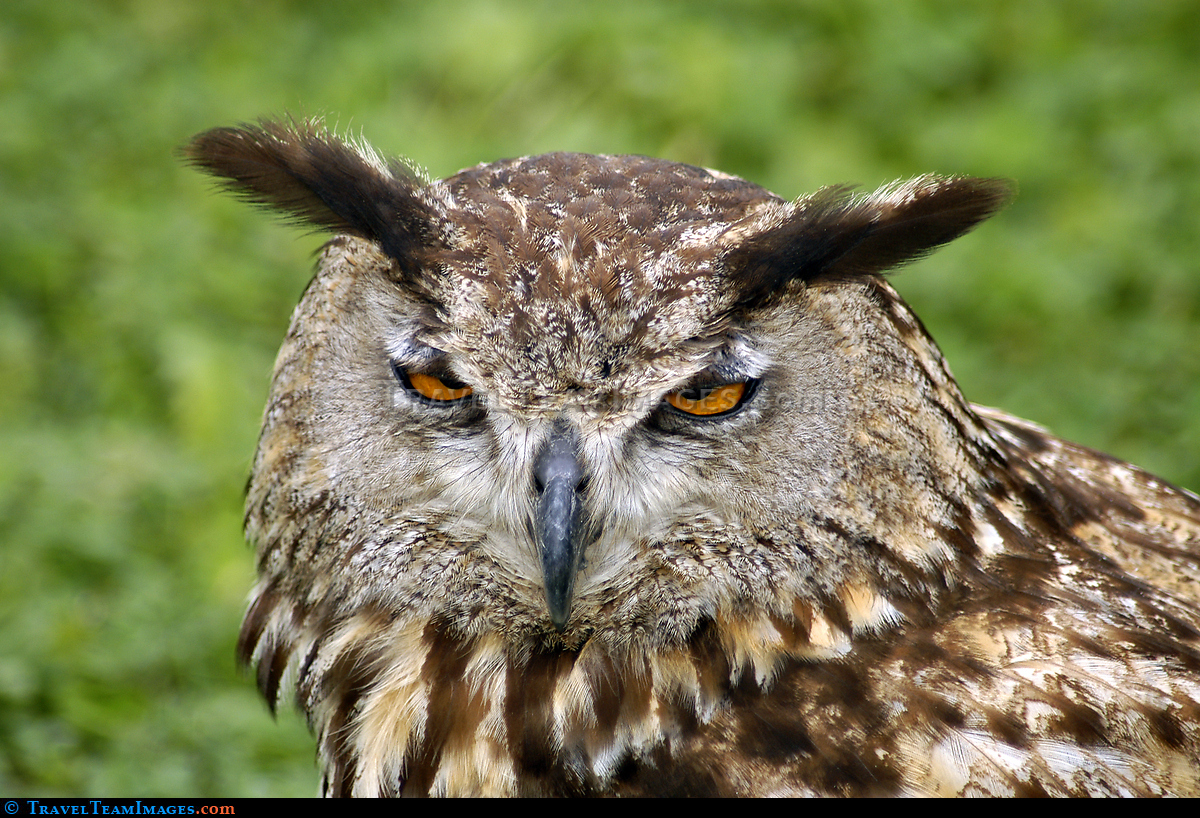 Eurasian Eagle Owl