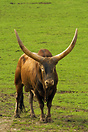 Watusi cattle, Cabarceno Wildlife Park