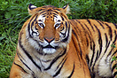 Tiger, Cabarceno Wildlife Park