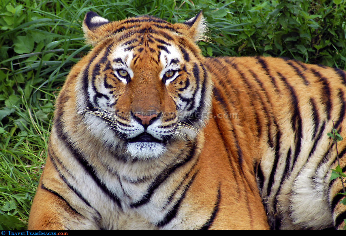 Tiger, Cabarceno Wildlife Park