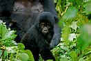 A young inquisitive mountain gorilla leaves its mothers side