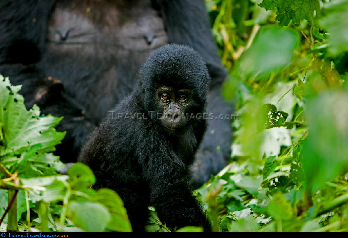 Baby Gorilla
