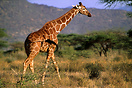 Reticulated giraffe walking through thorny scrub. Samburu National Res...