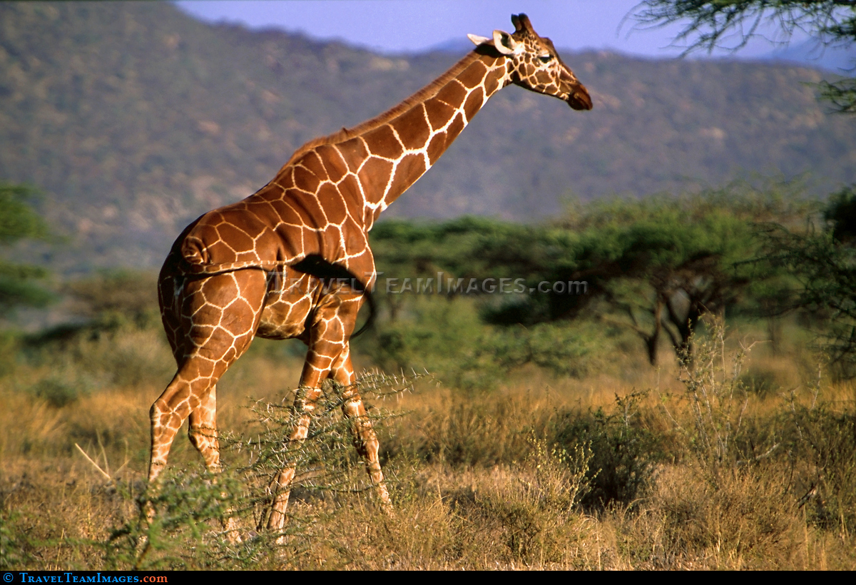 Reticulated Giraffe