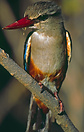 Greyhooded Kingfisher perched on a branch. Buffalo Springs National Re...