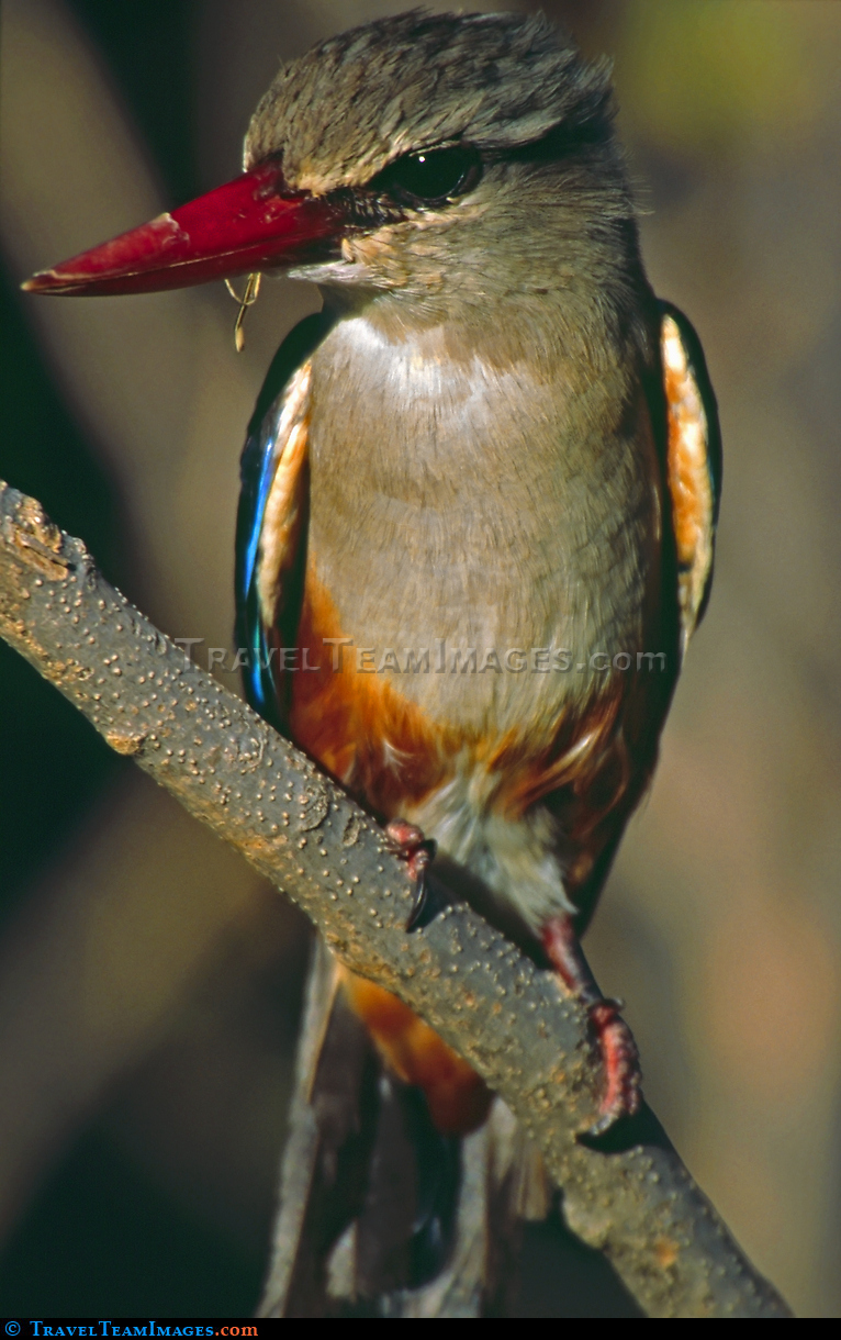 Greyhooded Kingfisher