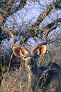 Male Kudu Kruger National Park, South Africa.