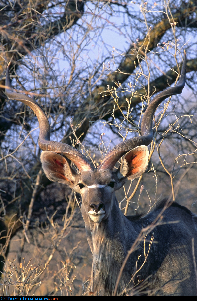Kudu Bull