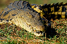 Nile crocodile basking on the banks of the Chobe River, Botswana.