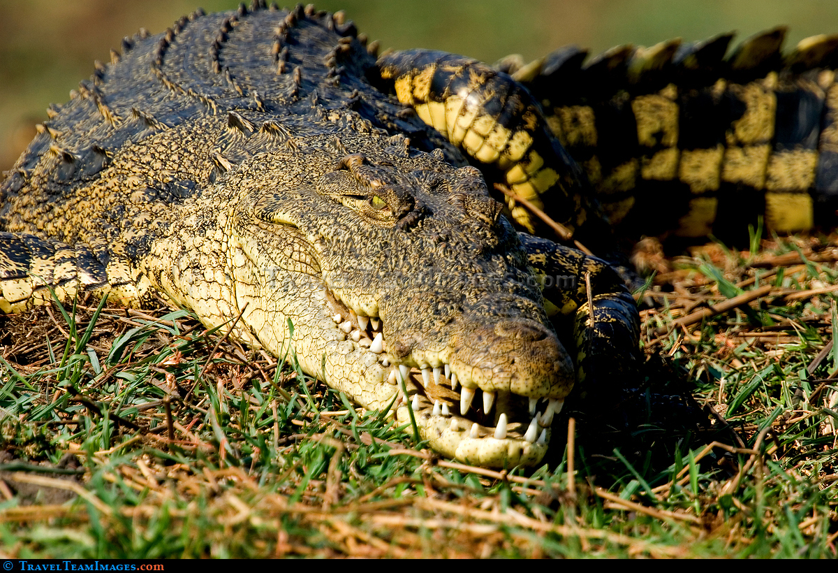 Nile Crocodile