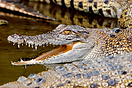 Saltwater croc regulating its body temperature