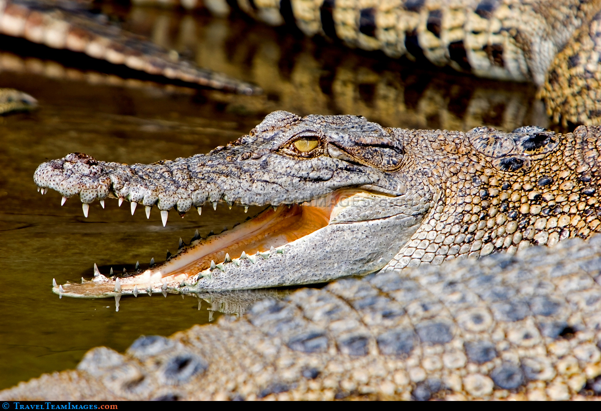 Saltwater Croc